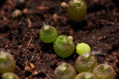 Çiçek kabında büyüyen küçük Setiechinopsis mirabilis kaktüsünün makrofotoğrafçılığı