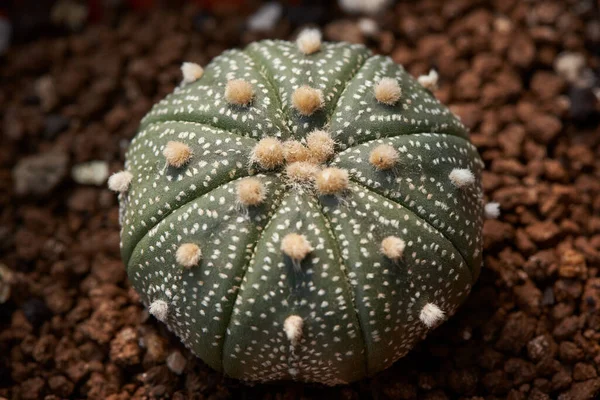 Vista Perto Astrophytum Cacto Dólar Areia Vaso Flores — Fotografia de Stock