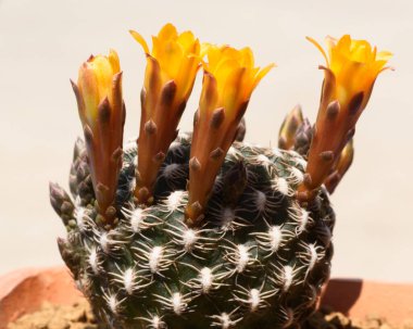 Çiçek saksısında Salcorebutia arenacea kaktüsünün güzel makrofotoğrafçılığı