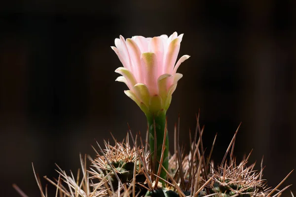 Close Bela Flor Cacto Gymnocalycium Fundo Preto — Fotografia de Stock