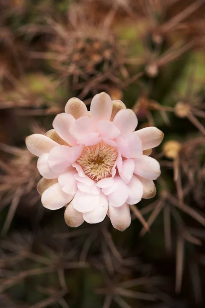 Gros Plan Sur Belle Fleur Cactus Gymnocalycium — Photo