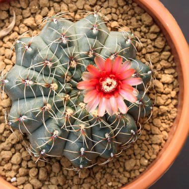 Çiçek saksısında güzel pembe jimnastik salonu baldianum kaktüs çiçeği manzarası.