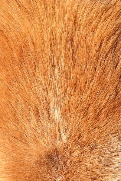 Curto cão pele textura — Fotografia de Stock