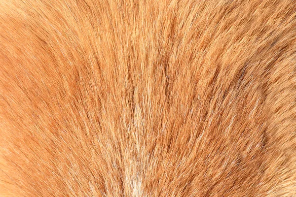 Textura corta de piel de perro —  Fotos de Stock