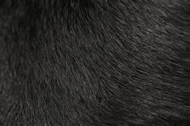 Labrador köpek kürk arka plan