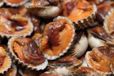 beyazlatılmış daraltan yakın çekim