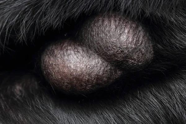 Testículo de cão labrador preto — Fotografia de Stock