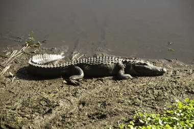 Florida'da timsah