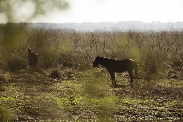 Paynes Prairie State Park — Stock Photo, Image