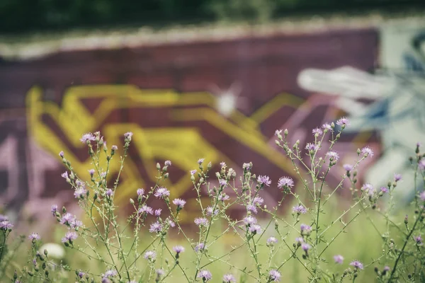 Ogräs och Graffiti — Stockfoto