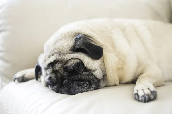 Niedlicher Mops rastet aus — Stockfoto