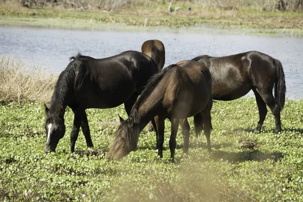 Άλογα Στο Κρατικό Πάρκο Paynes Prairie Gainesville Φλώριδα — Φωτογραφία Αρχείου