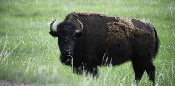 Bison American Buffalo Custer State Park South Dakota — Stock Photo, Image