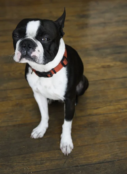 Cute Boston Terrier Hardwood Floors Expressive Face — Stock Photo, Image