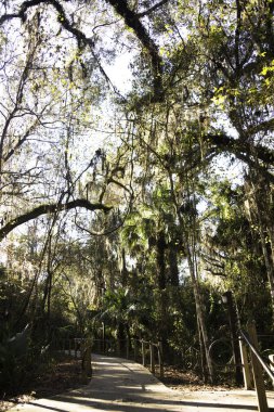 Timsah, Gainesville, Florida Paynes Prairie State Park
