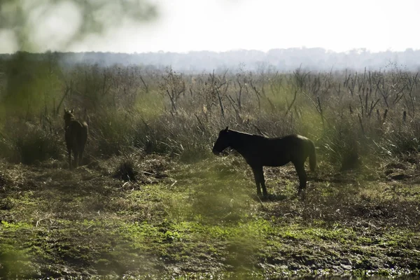Vahşi Atlar Paynes Kır Devlet Park Florida — Stok fotoğraf