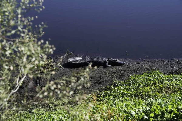 Alligator Paynes Prairie State Park Gainesville Florida — Stockfoto