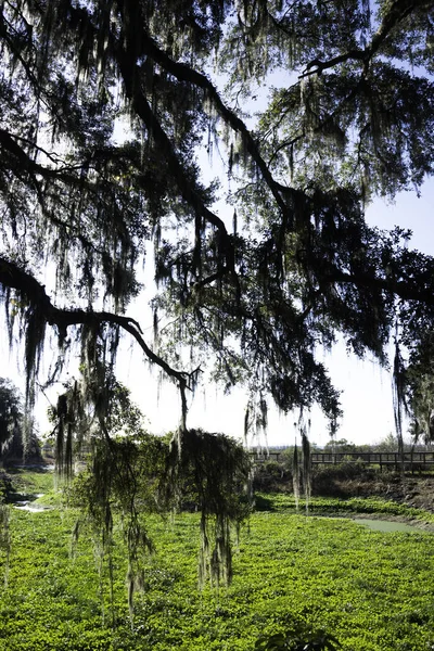 Tahta Paynes Kır Devlet Park Gainesville Florida — Stok fotoğraf