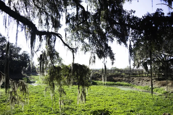 佛罗里达州盖恩斯维尔的 Paynes 草原州立公园的木板路 — 图库照片