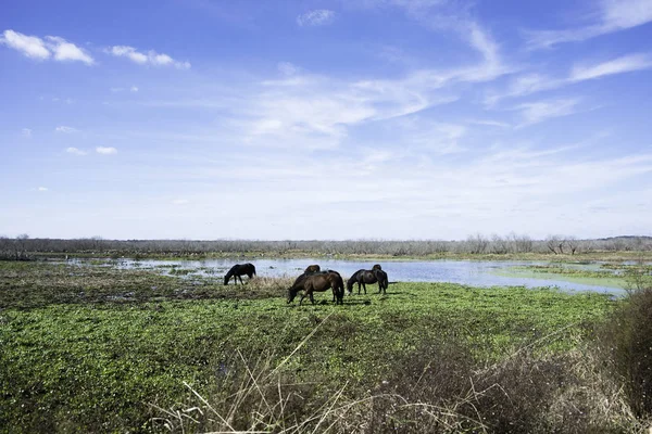 Dzikie Konie Parku Stanowym Prairie Paynes Florydzie — Zdjęcie stockowe