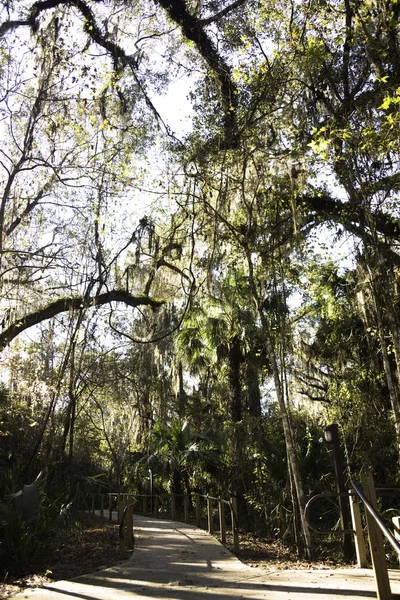 Cocodrilo Paynes Prairie State Park Gainesville Florida — Foto de Stock