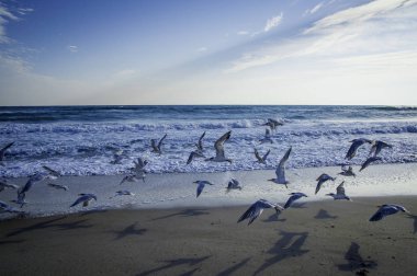 Florida'daki Cape Canaveral Milli Seashore.