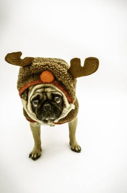 Noel için bir geyik gibi giyinmiş pug