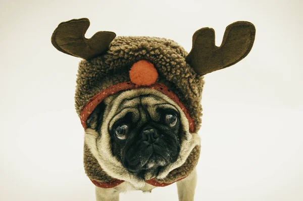 Mops Verkleidet Sich Weihnachten Als Rentier — Stockfoto