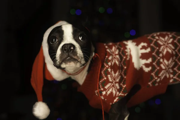Christmas Boston Terrier Holiday Clothes — Stock Photo, Image