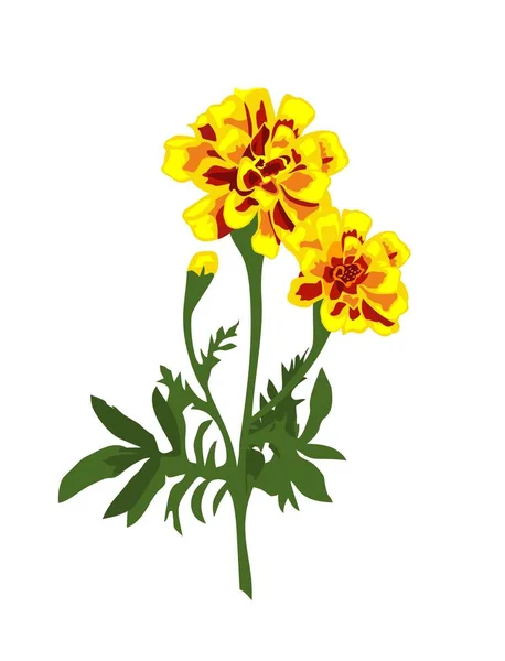 Bunga marigold realistis terisolasi pada latar belakang putih - Stok Vektor
