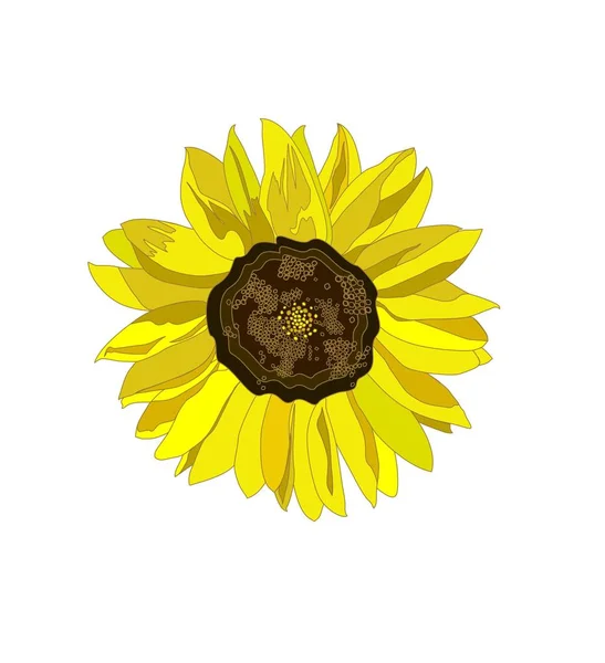 Yellow sunflower isolated on white background — Stock Vector