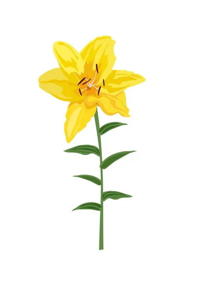 Nahaufnahme handgezeichnete gelbe Lilienblüte. Vektor-Illustration isoliert auf weißem Hintergrund für Hochzeitseinladung, Grußstrauß und anderes Design — Stockvektor