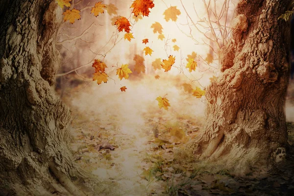 Höst löv och gamla träd — Stockfoto