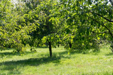 Sonbahar parkı manzarası