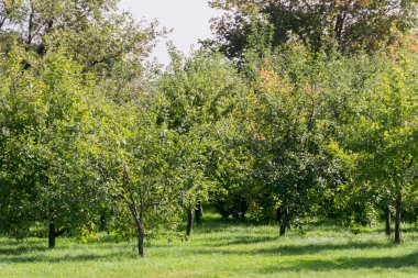 Sonbahar parkı manzarası