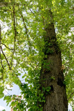 Yeşil Yaz ağaçlar