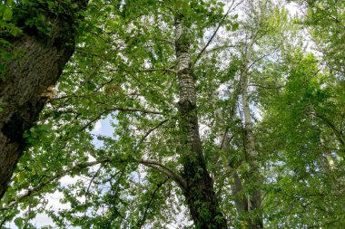 Yeşil Yaz ağaçlar