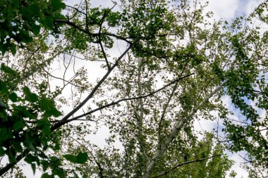 Yeşil Yaz ağaçlar