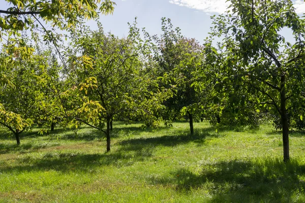 Jesienny krajobraz parku — Zdjęcie stockowe