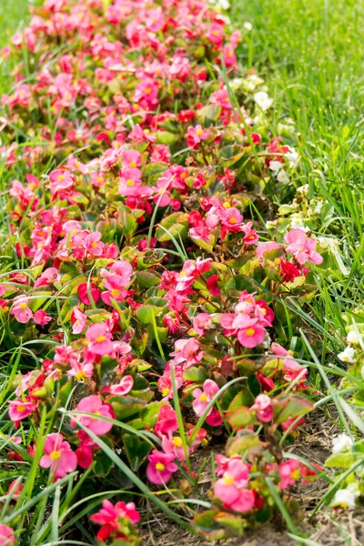 Λουλούδια στον κήπο — Φωτογραφία Αρχείου