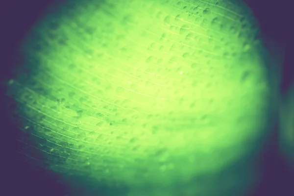 Зеленый леаф — стоковое фото