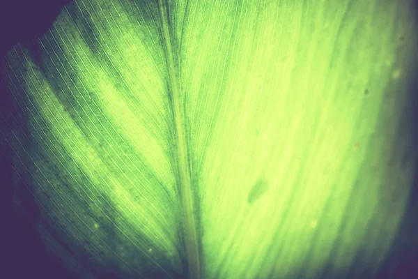 Hoja verde Macro Retro —  Fotos de Stock