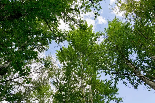 Groene zomer bomen — Stockfoto