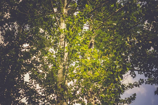 Grüne Sommerbäume — Stockfoto