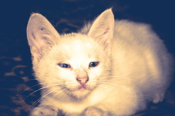 Vit kattunge porträtt filtreras — Stockfoto