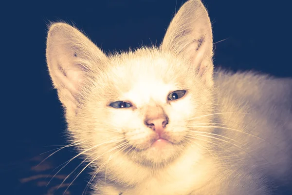 Білий кошеня Портрет Фільтрований — стокове фото