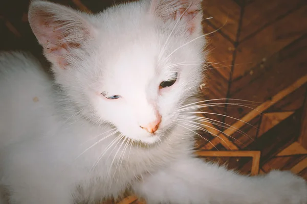 Blanco gatito retrato filtrado — Foto de Stock