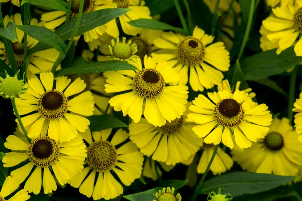 Yellow Daisies in the Garden — Stock Photo, Image