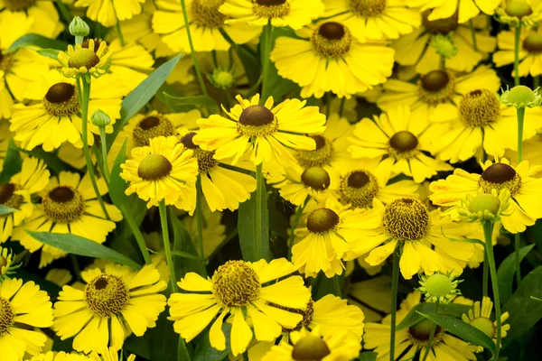 Marguerites jaunes dans le jardin — Photo