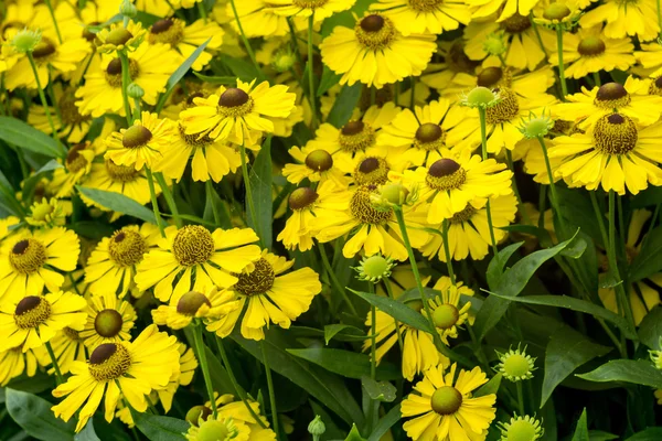 Marguerites jaunes dans le jardin — Photo